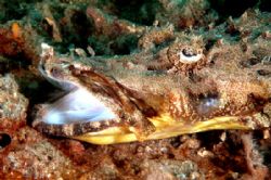 Burp! 
Crocodile fish taken in Lembeh. Nikon D70, 60mm l... by Beverly Speed 